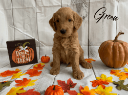 Precious Goldendoodle soon ready for a forever home