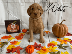 Goldendoodle will be ready for forever home soon!