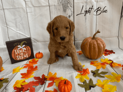 Goldendoodle puppy soon ready for new home