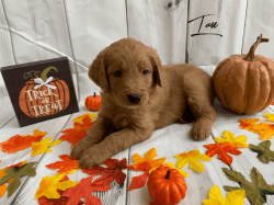 Goldendoodle soon ready for forever home