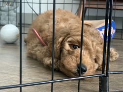 10 week old puppy - mini Goldendoodle