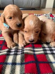Goldendoodle Puppies for Sale!