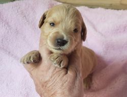 Goldendoodle puppies, F2B - non shedding and hypoallergenic