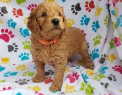 Goldendoodle Puppy F2B