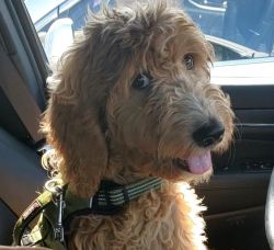F1 Goldendoodle *FULLY TRAINED *Apricot