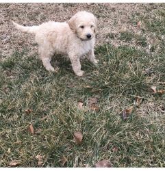 Goldendoodle Puppy for Sell