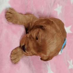 Female smart and Pretty Goldendoodles available