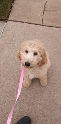 Goldendoodle 6 month old sweet puppy