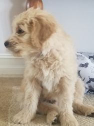 Male Goldendoodle