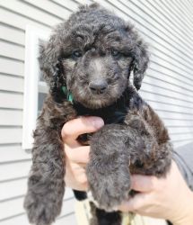 F1bb Goldendoodle puppies for sale