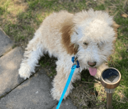 Mini Goldendoodle-4 months old for sale!
