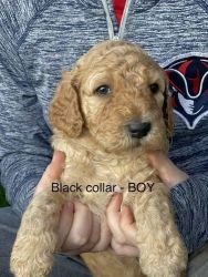 Cinnamon/Red F1BB Goldendoodle
