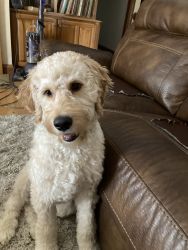 Male Goldendoodle F1