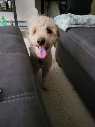 15 Month Old Mini Goldendoodle