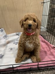 10 week old needs a new home