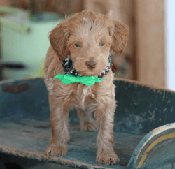 Adorable male Goldendoodle.