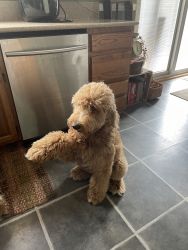 7 month old, beautiful female Goldendoodle. Full size blonde