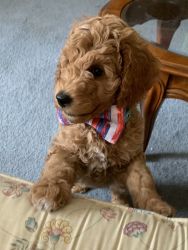 Goldendoodle -2 males - NOT neutered