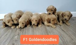F1 Goldendoodles