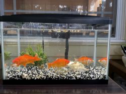 5” Gold fish for sale