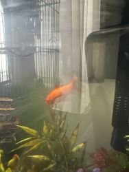 Goldfish for sell