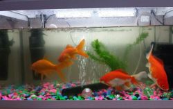 4 Goldfish With Aquarium for sale