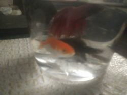 2 goldfish,1 mystery snail, 1 male detta