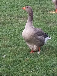 French Toulouse Geese