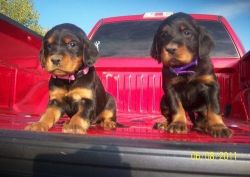 Perfect Gordon Setter Puppies For Sale