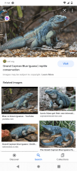 Grand Cayman iguana