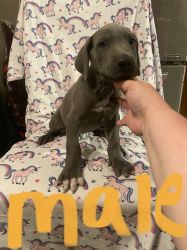 Great Dane pups available