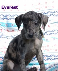 Everest Great dane Blue merle pup