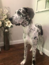 amiable Great Dane Puppies