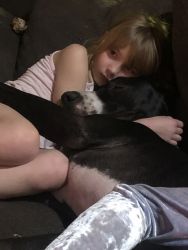 Rehousing a1 year, 10 mo old great dane