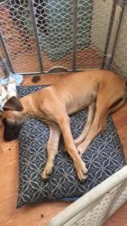 Great Dane Puppy Needs Forever Home