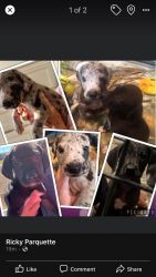 3 Purebred Great Dane Puppies need loving homes