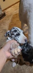 Cute Great Danes Puppies for Sale