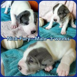 Great Dane Pups-Only 3 left!