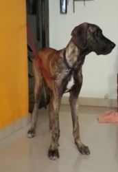 8 Month old Great Dane Male puppy for Sale