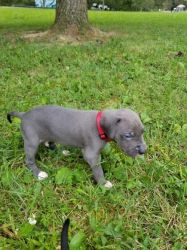 Cane Great Dane puppies for sale