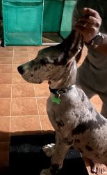 Male Merlin Great Dane 3.5 months old (Max)