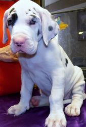 HOME RAISED GREAT DANE PUPPIES FOR ADOPTION.