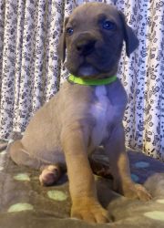 GREAT DANES FOR SALE FAWN,BLUE,BLUE MERLE PURE BREED