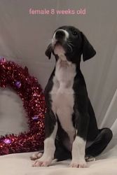 Akc registered great dane puppies