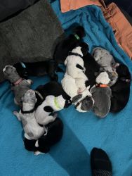 13 Akc Great Dane puppies for sale Fort Wayne