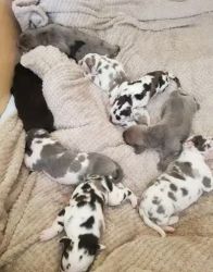 Great Dane puppies now ready to go