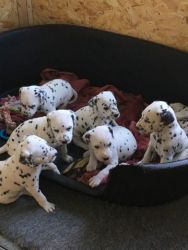 Great Dane puppies for sale Playful Great Dane puppies for sale.