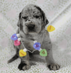 Great Dane puppies forsale