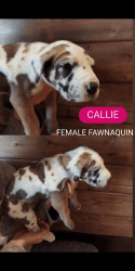 Great dane puppies for sale!