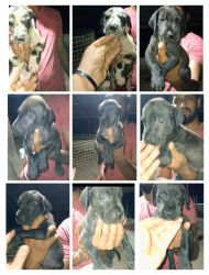 6greatdane puppies..for sale